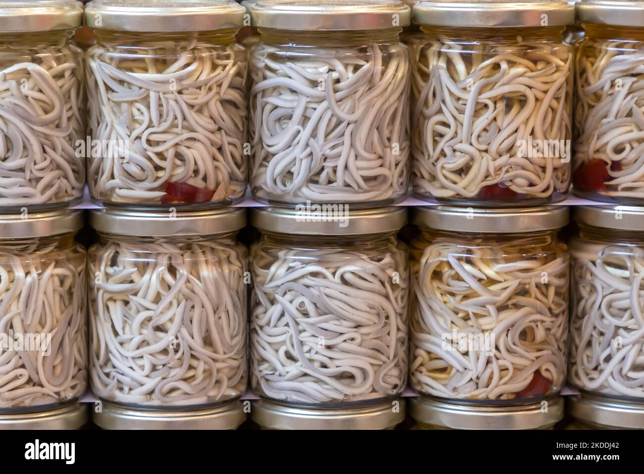 Baby glass eels hires stock photography and images Alamy