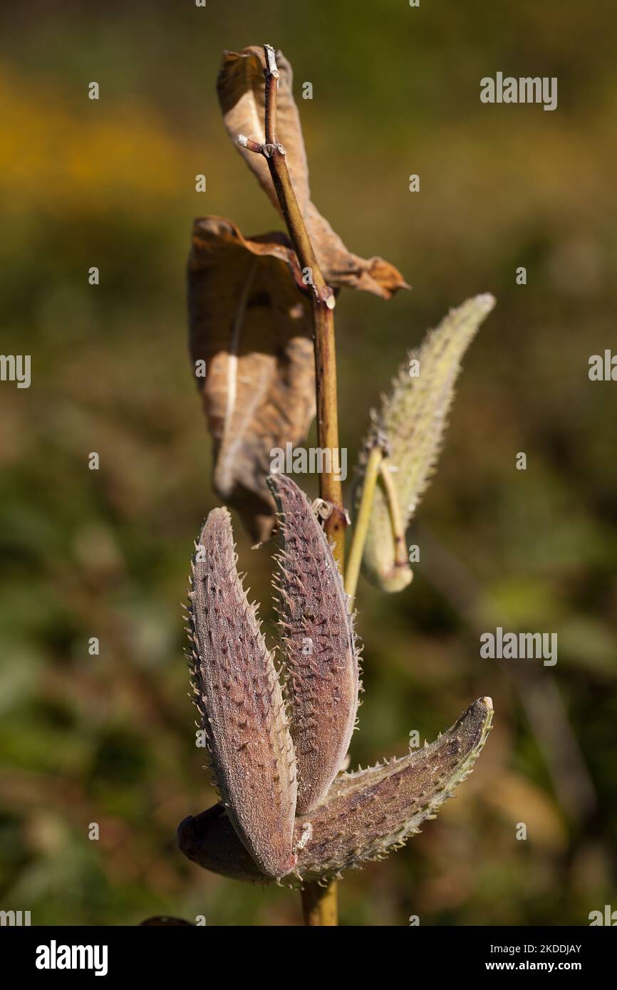 Pods on a branch of milkweed plant. Asclepias syriaca. Spiky fruit of the silkweed plant. Stock Photo