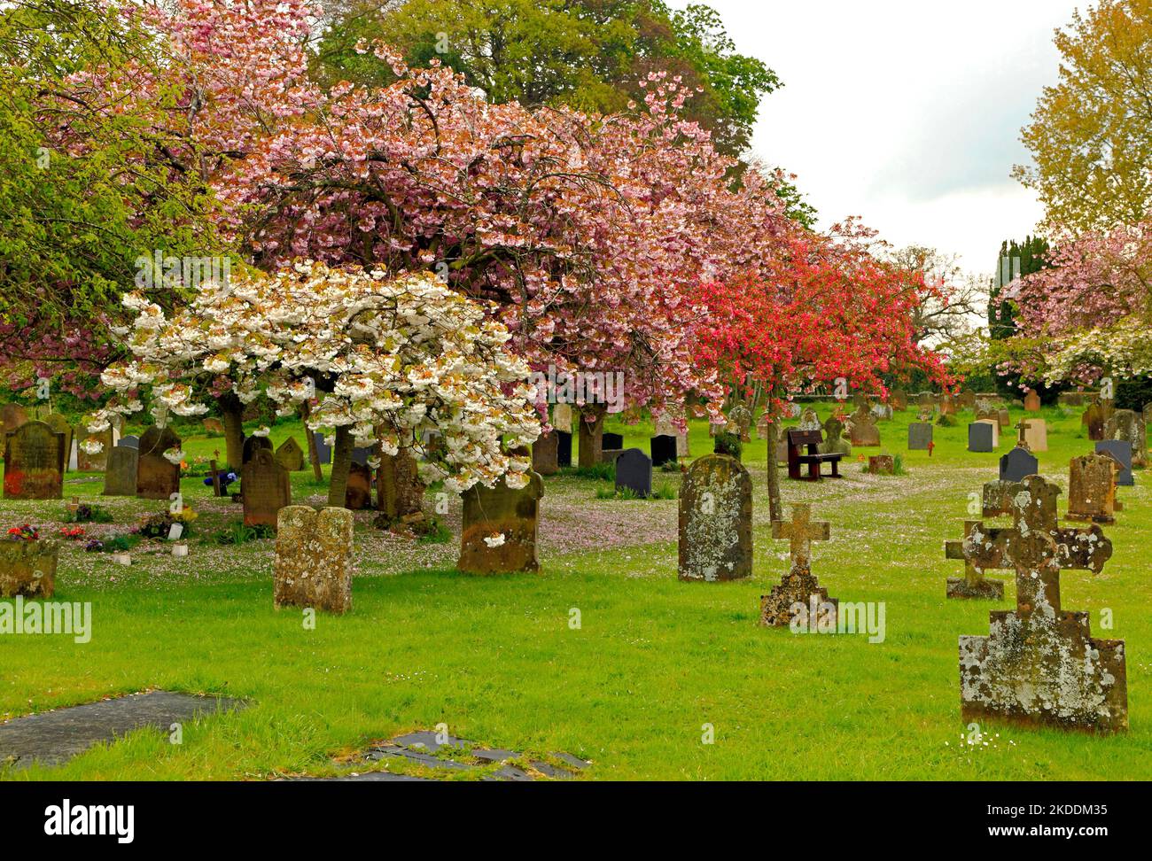 Peaceful village churchyard, gravestones, cherry blossom, Sculthorpe Norfolk UK Stock Photo