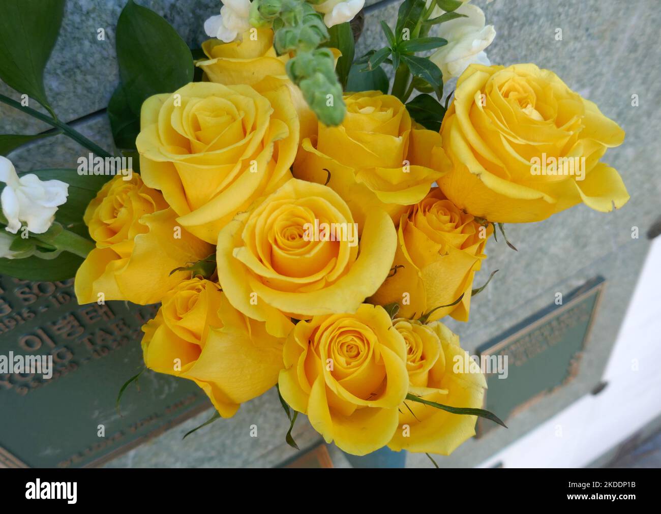 Los Angeles, California, USA 3rd November 2022 Yellow Roses at Forest Lawn Memorial Park Hollywood Hills on November 3, 2022 in Los Angeles, California, USA. Photo by Barry King/Alamy Stock Photo Stock Photo