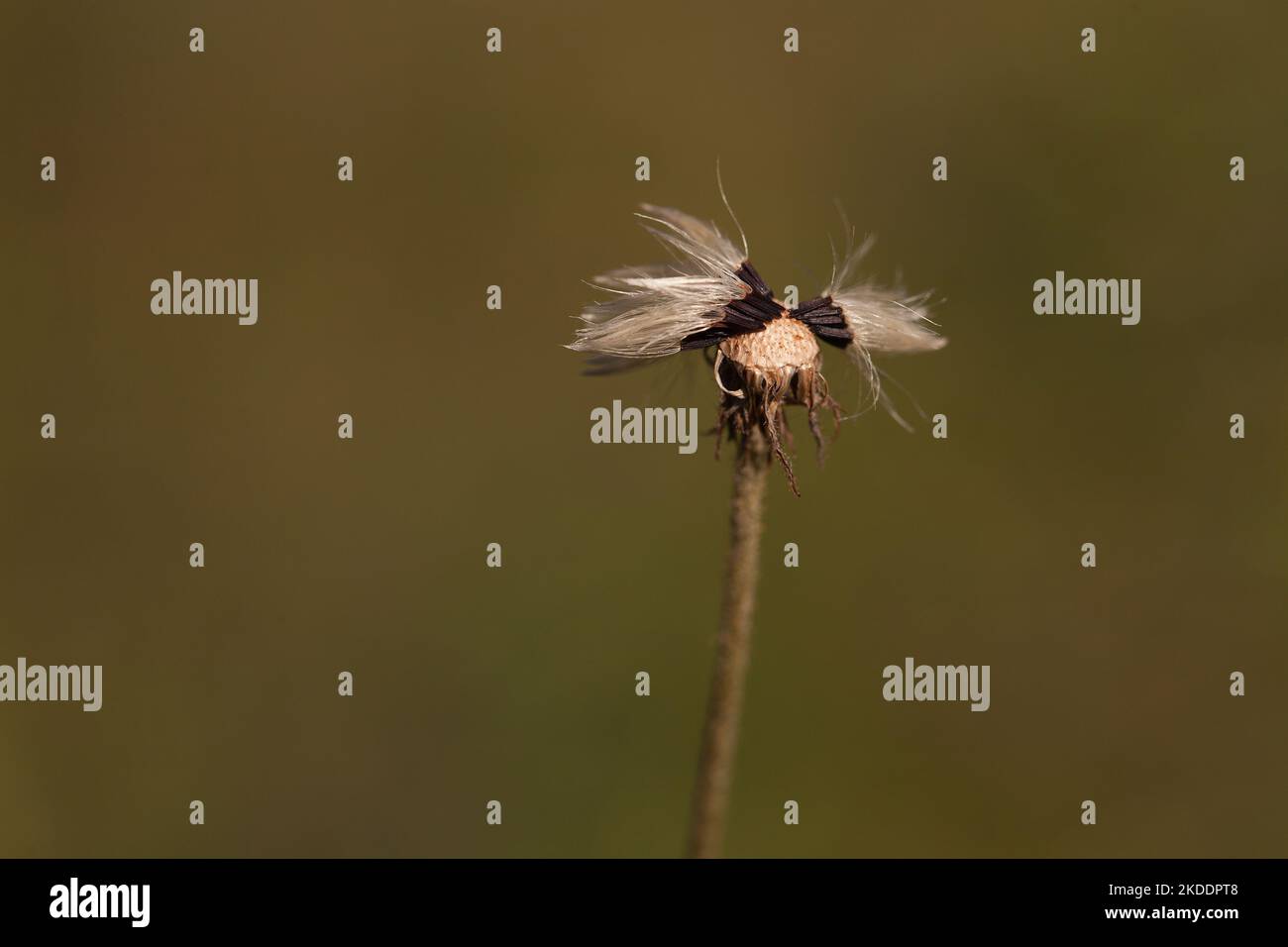 Seeds and stem of a dry dandelion against a blurry background. Few silky seeds attached to the head of a Taraxacum. Stock Photo