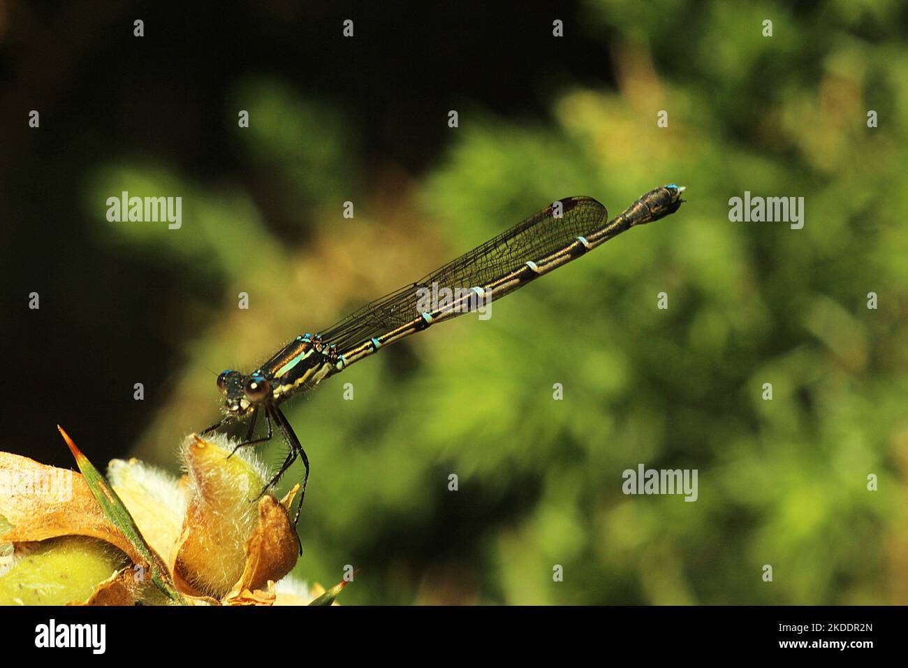 New Zealand damselflies (Xanthocnemis and Austrolestes Stock Photo - Alamy