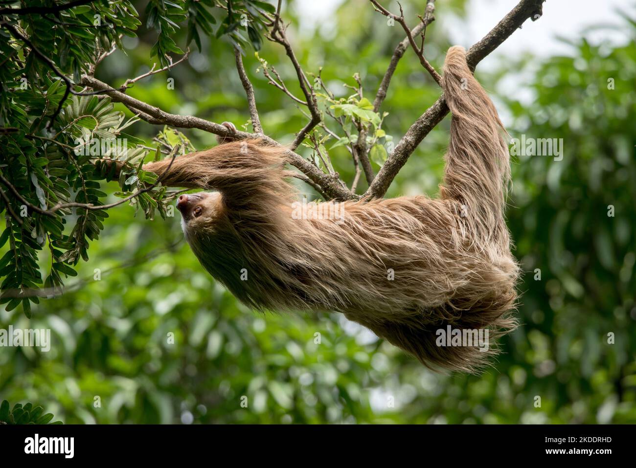 Two finger sloth hi-res stock photography and images - Alamy