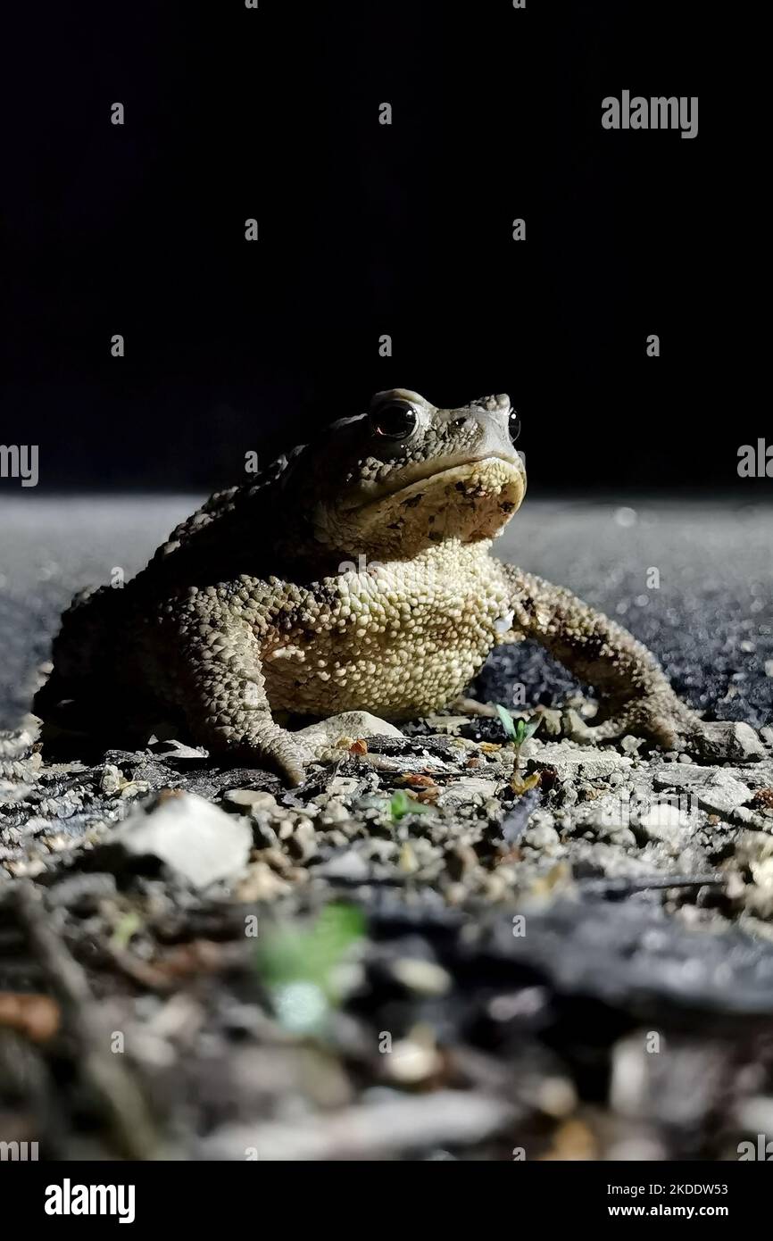 A toad sits on the ground illuminated by moonlight Stock Photo Alamy