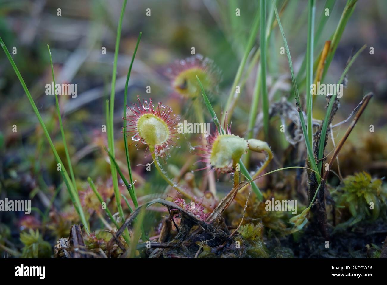 Round-leaved sundew plant growing in a swamp. Close-up. Drosera rotundifolia Stock Photo