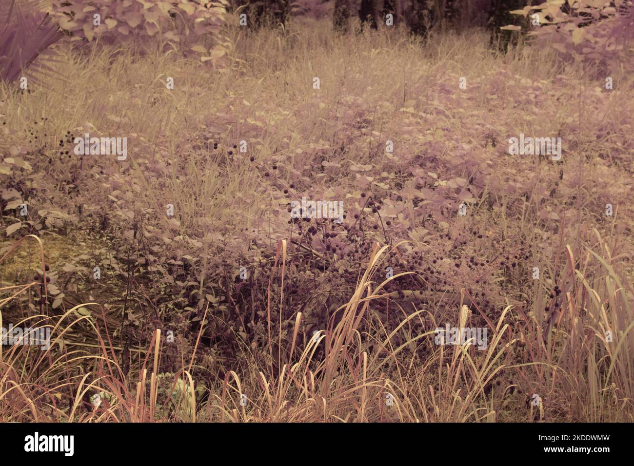 infrared image of the varieties of wild foliage at the farm. Stock Photo