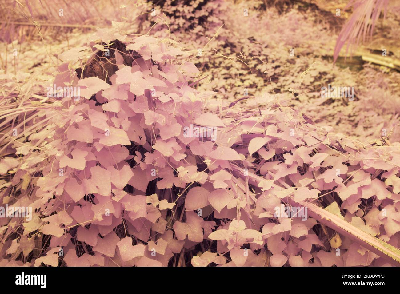 infrared image of the varieties of wild foliage at the farm. Stock Photo
