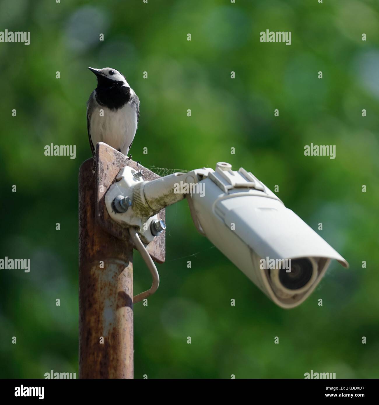 White bird wagtail sits on outdoor surveillance camera, green blurred