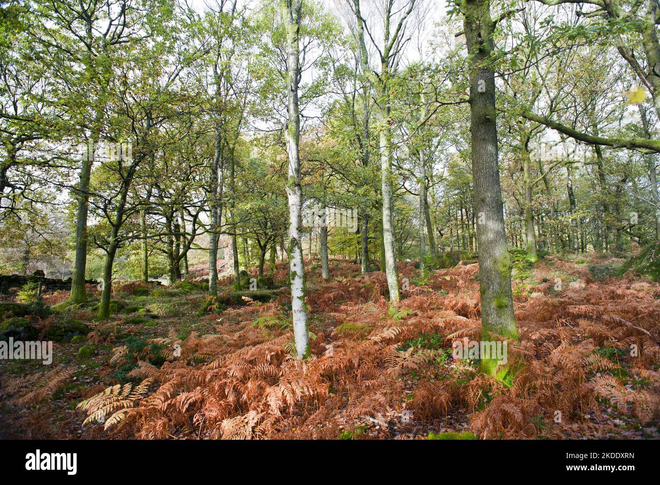 Autumn or fall woodland landscape with brown bracken carpeting the floor beneath the trees marking the changing season Stock Photo