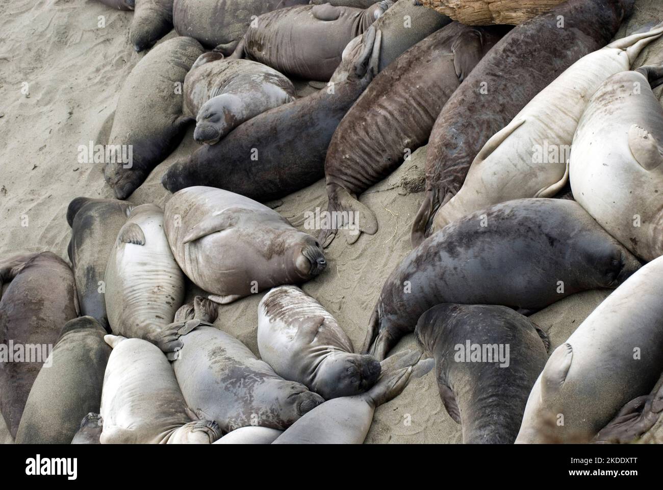 dozens of seals sleeping together on a the beach atpoint piedras