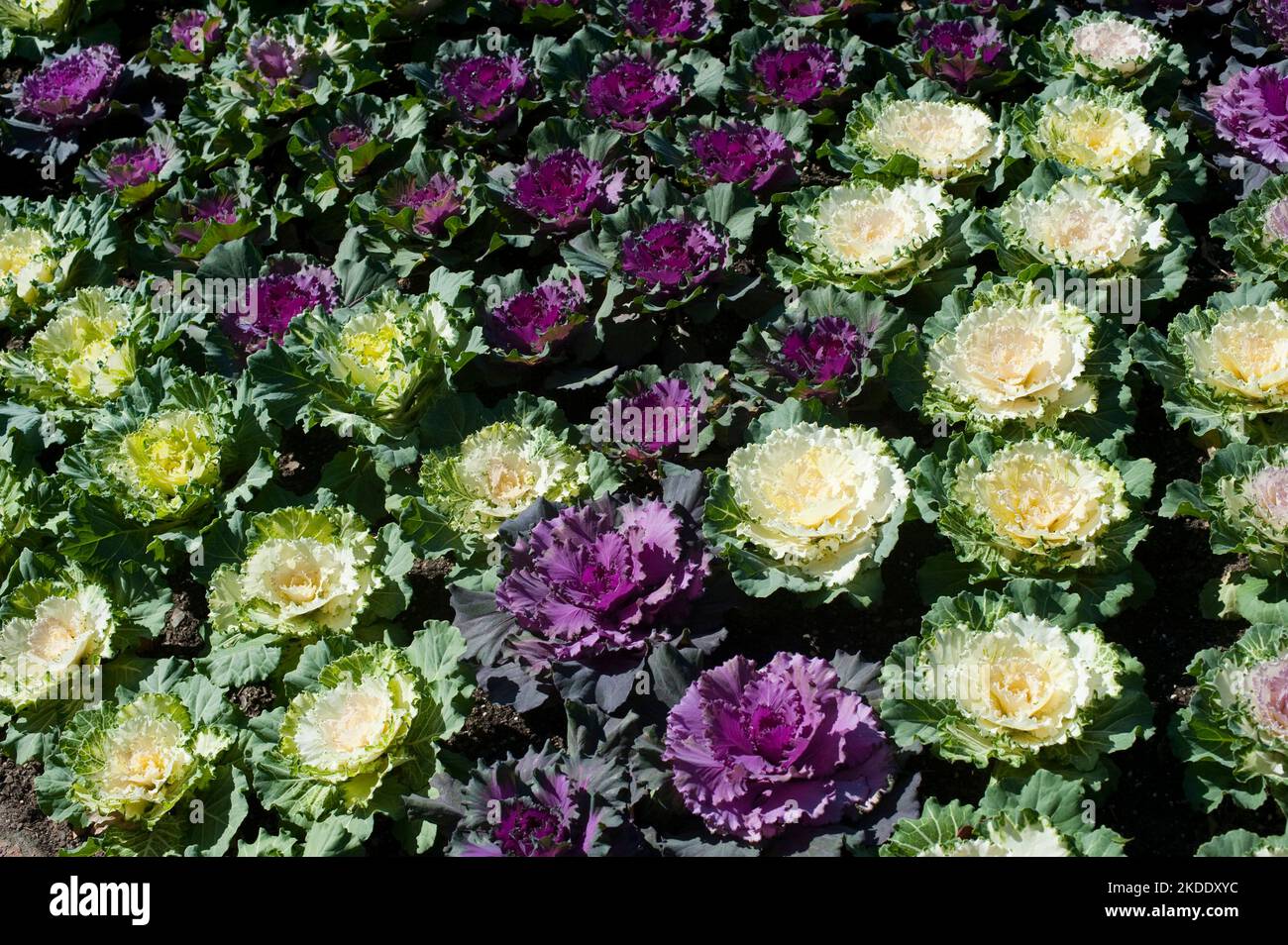 Flowering cabbages, or Brassica oleracea, an edible cabbage bred for