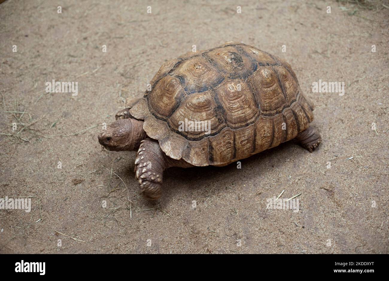 High angle view of an adult tortoise walking on dry ground with its head extended and showing its club-like legs and feet Stock Photo