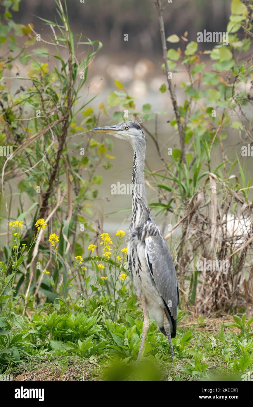 Close-up of a standing gray heron during spring time on sunny day Stock ...