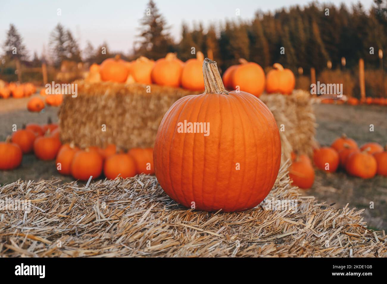 Orange pumpkins on hay bales at a fall festival during sunset Stock Photo