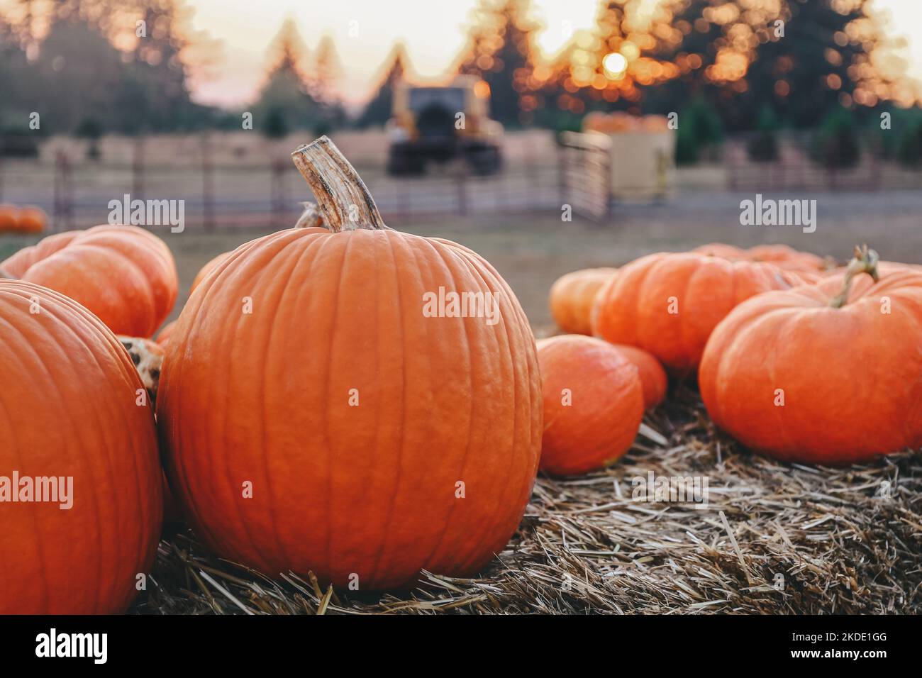 Orange pumpkins on hay bale at a fall festival during sunset Stock Photo