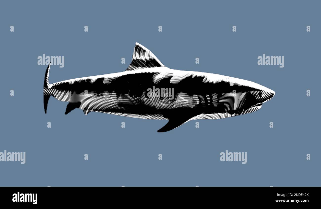 Shark engraving. Realistic illustration of a shark. Black and white graphics Stock Photo