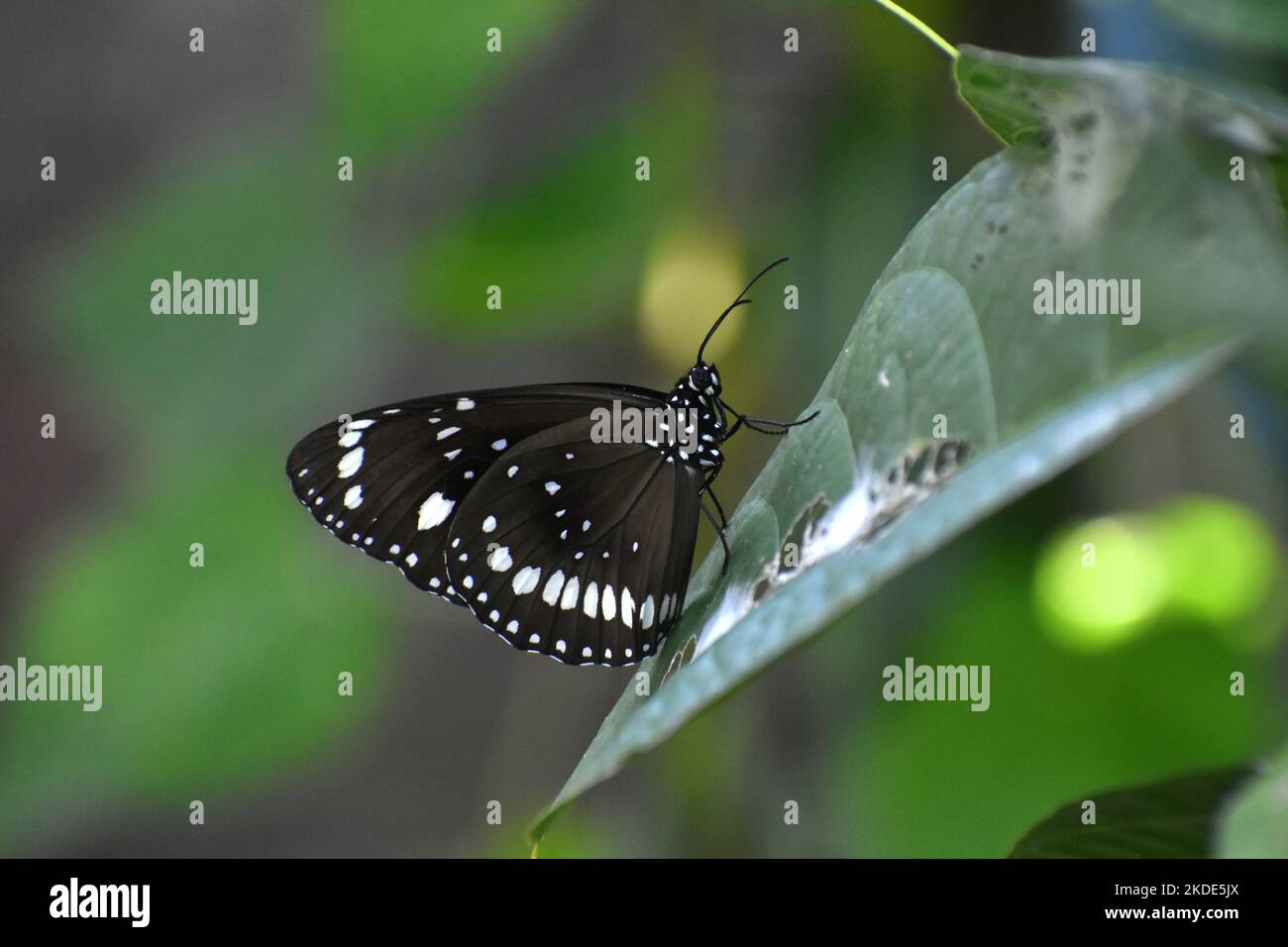 Common crow butterfly photograph at their natural habitat. Euploea core