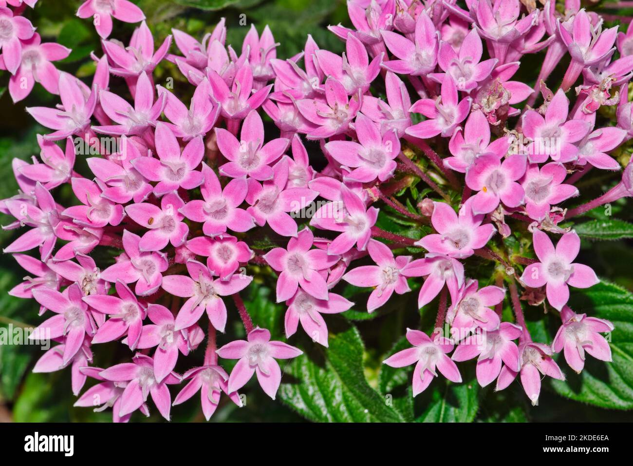 Pink Egyptian starcluster (Pentas lanceolata) flowers blooming in a garden bed. African flowering plant in the Madder family Rubiaceae. Stock Photo