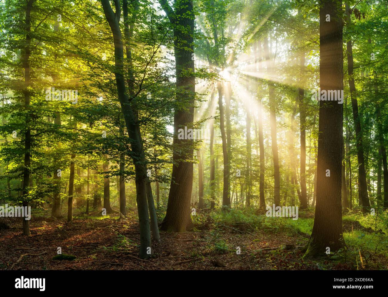 Sun shines through natural beech forest with morning fog
