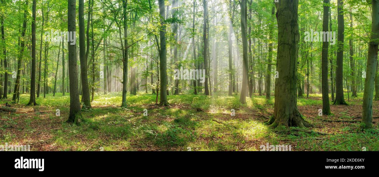 Panorama, sun shining through natural open beech forest with morning