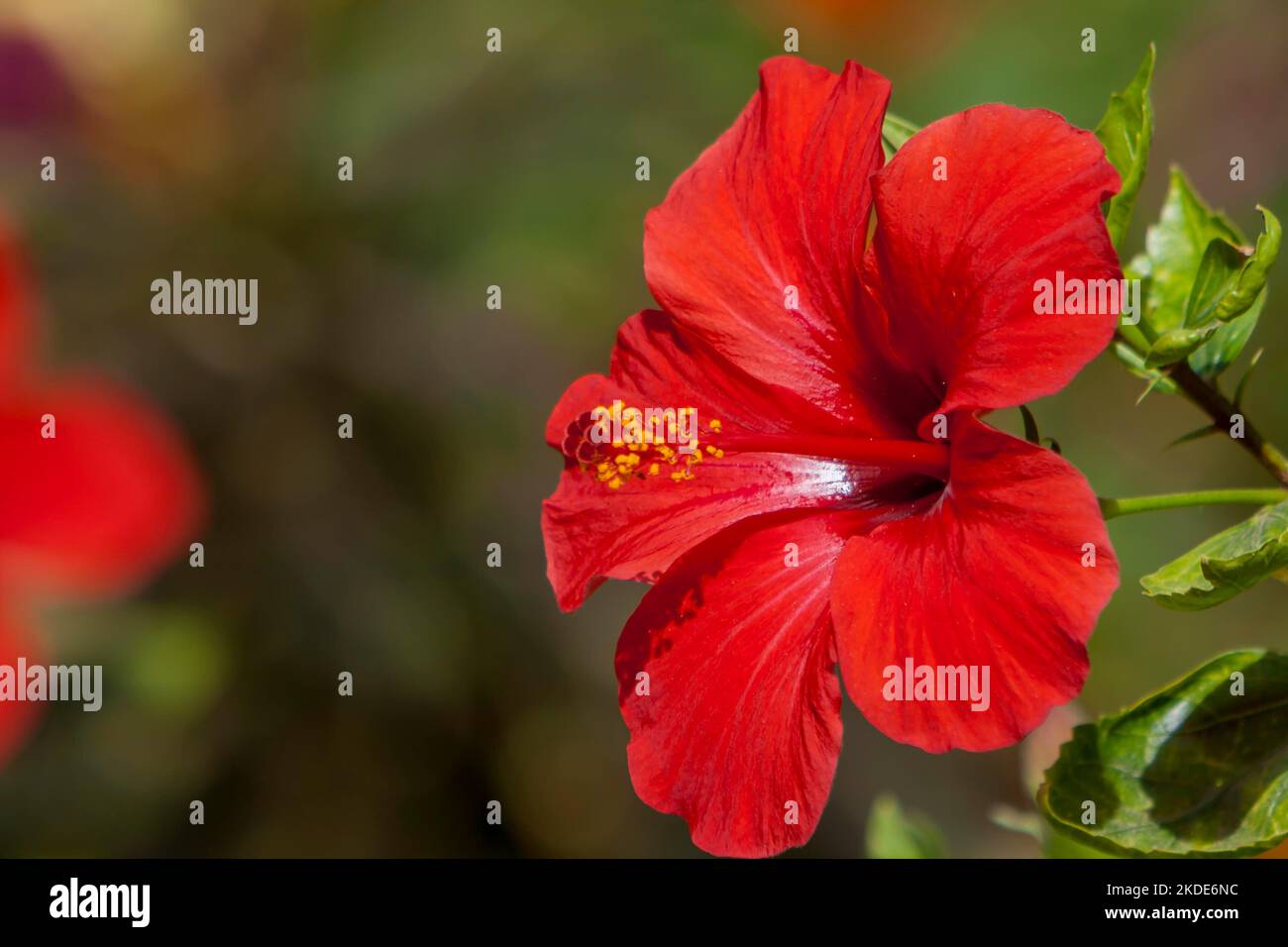 Red hibiscuses (Hibiscus), Egypt Stock Photo