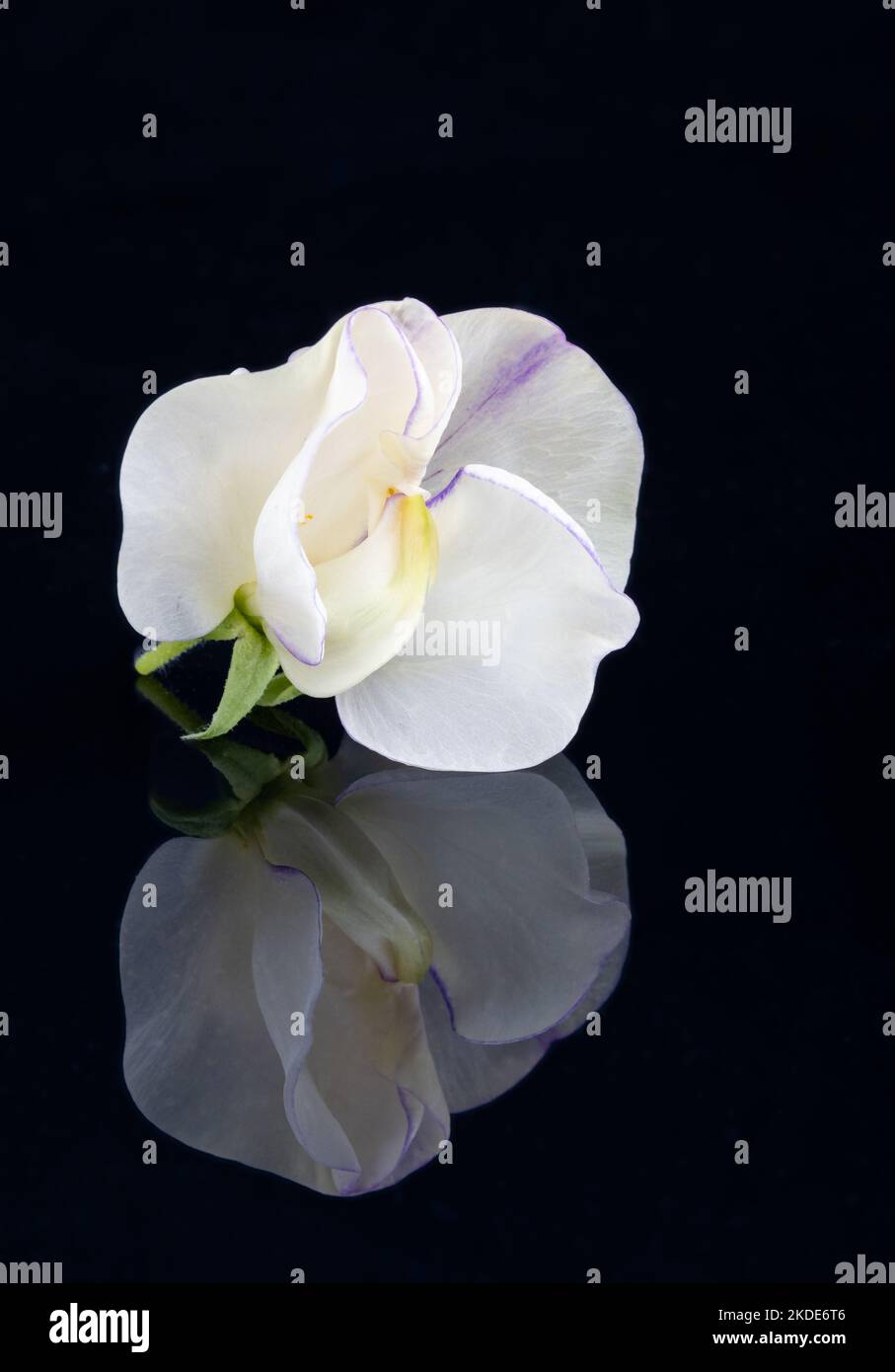 Sweet pea flower on black background with reflection Stock Photo