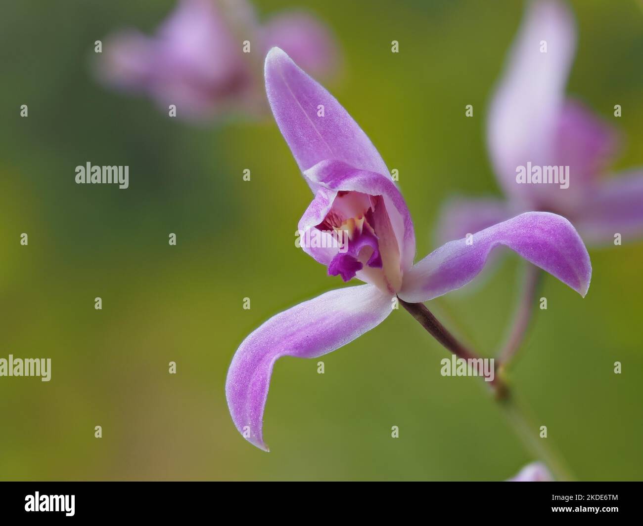 Orchid (Bletia purpurea), Corozal district, Belize Stock Photo