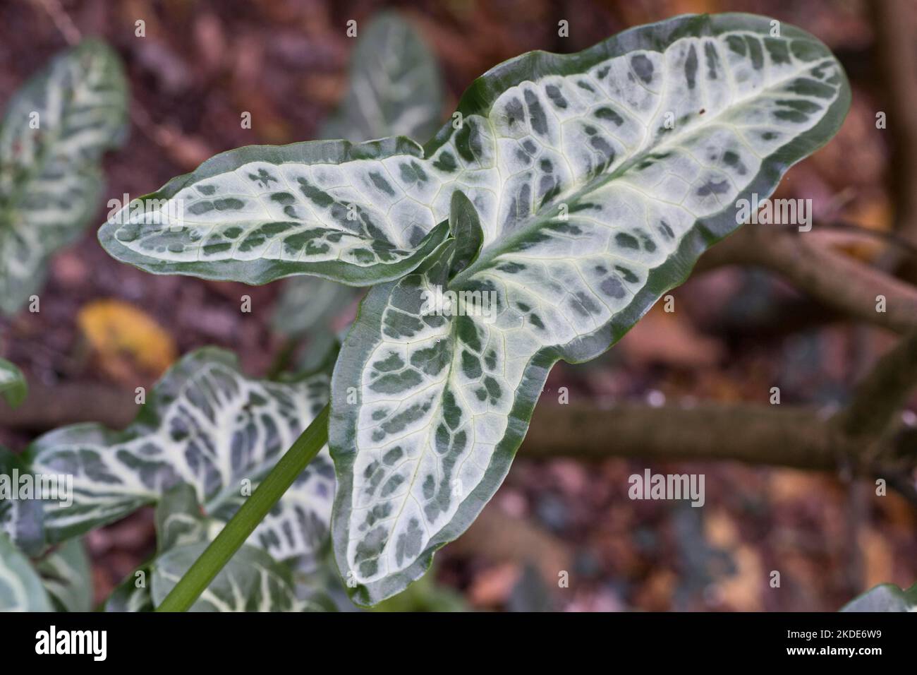 Italian arum (Arum italicum Pictum), Emsland, Lower Saxony, Germany Stock Photo