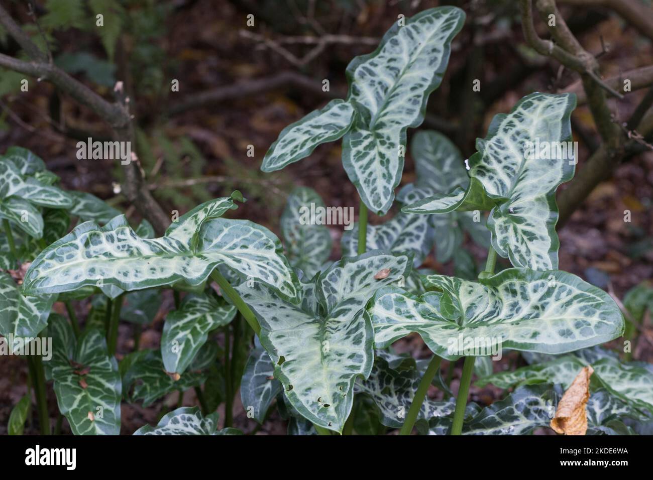 Italian arum (Arum italicum Pictum), Emsland, Lower Saxony, Germany Stock Photo