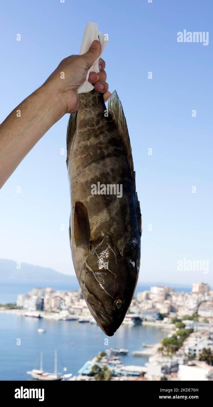 A male hand holds up a white grouper (Epinephelus aeneus), Saranda, Albania, in the background Stock Photo