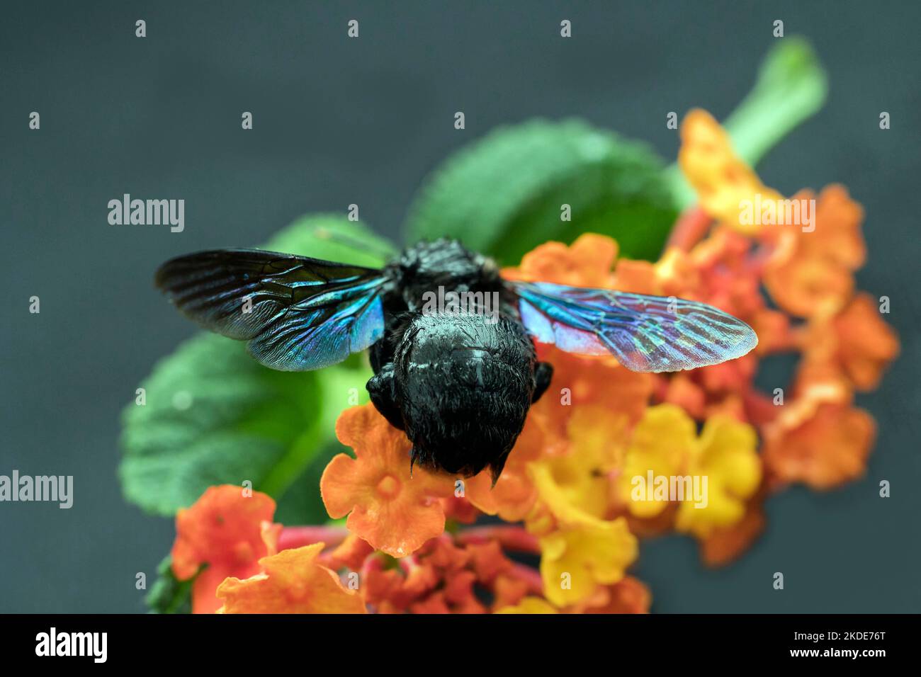 Blue carpenter bee (Xylocopa) sitting on a wood anemone (Lantana ...
