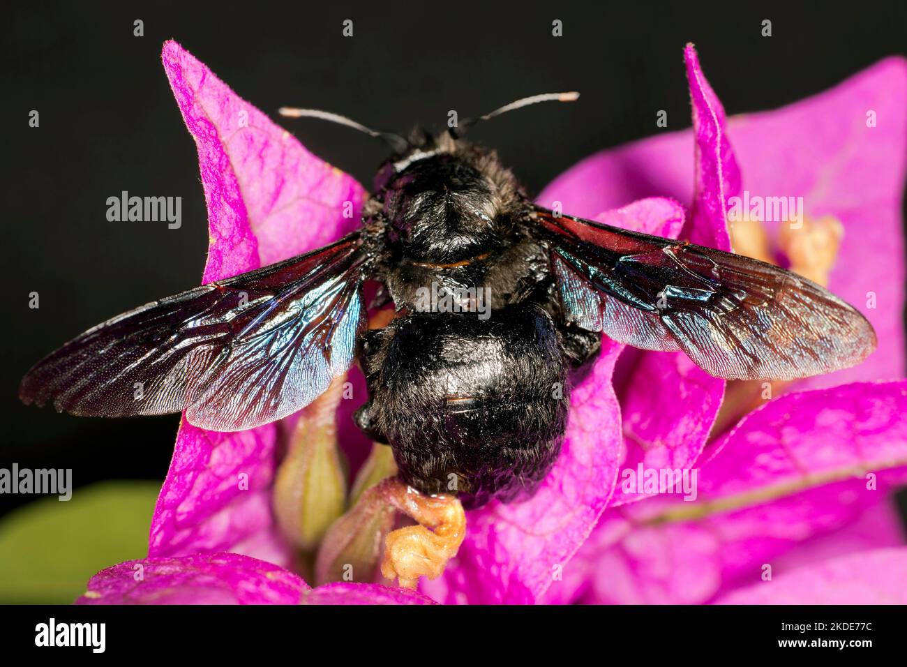 Blue carpenter bee (Xylocopa) sitting on a bougainvillea flower ...