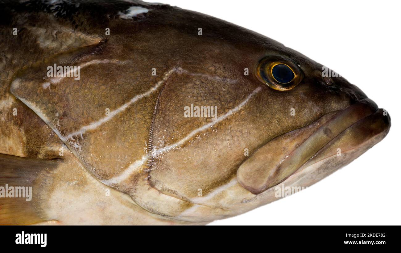 Head of a white grouper (Epinephelus aeneus), food photography with white background Stock Photo