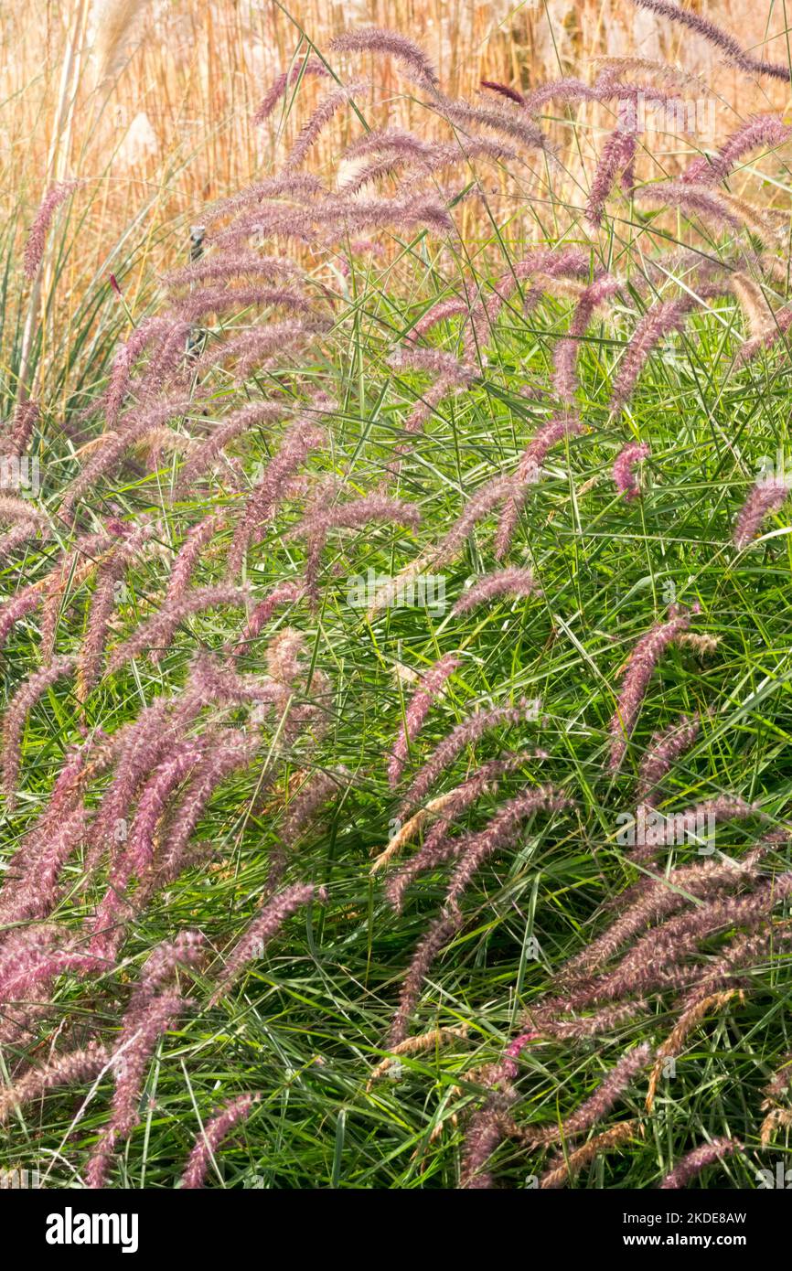 Fountain Grass, Pennisetum Karley Rose, Oriental Fountain Grass