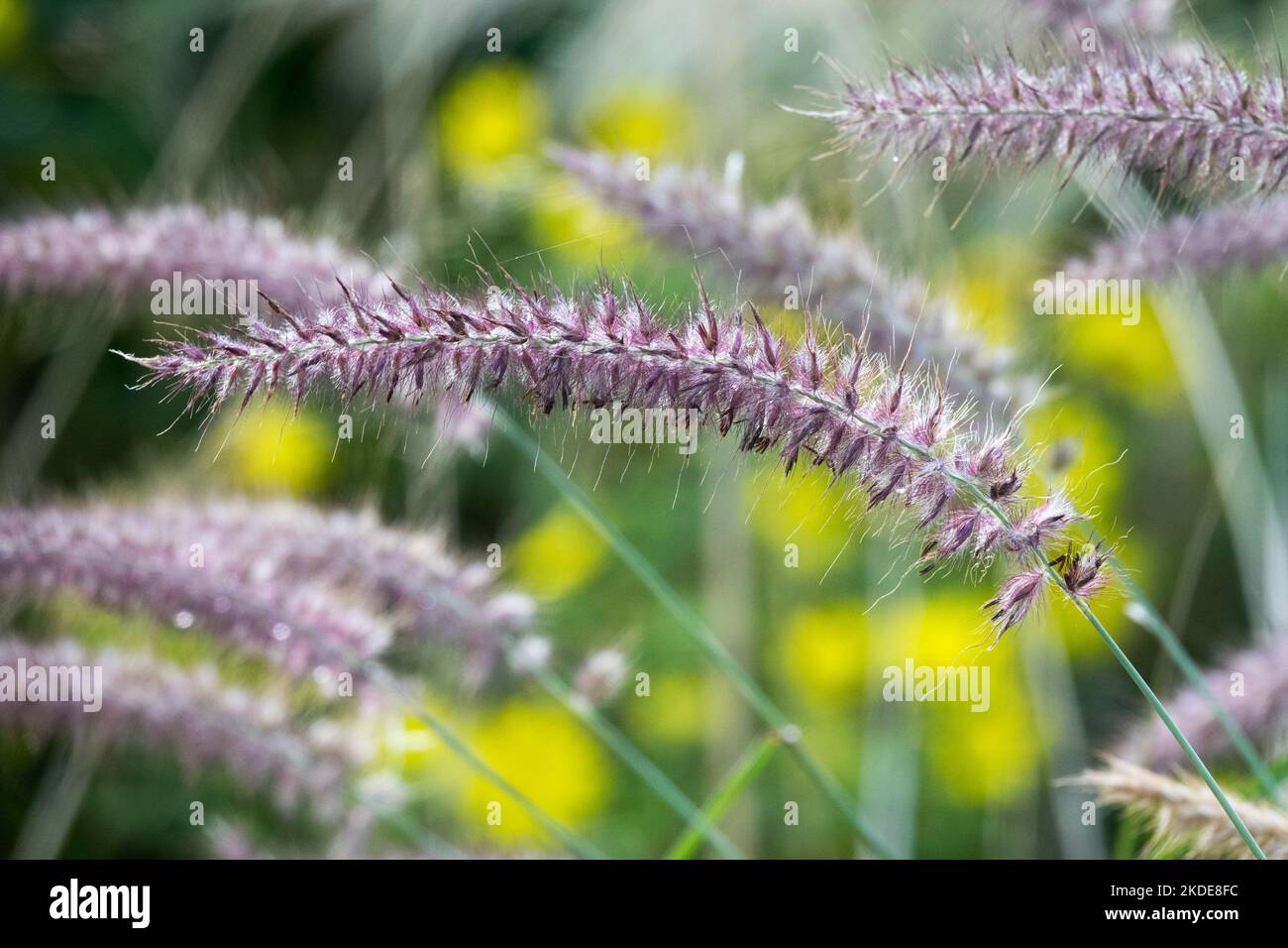 Karley hi res stock photography and images Alamy