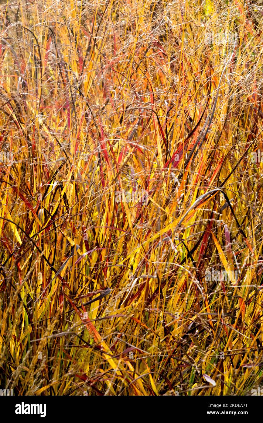 Autumn, Panic grass, 'Kurt Bluemel' Panicum virgatum, Hardy, Cultivar, Grass, Garden, Autumnal, Switch Grass Stock Photo
