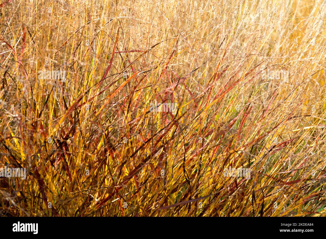 Autumn, Garden, Grass, Panic grass, Panicum virgatum 'Kurt Bluemel', Switchgrass, Panicum, Switch Grass, Grasses Stock Photo