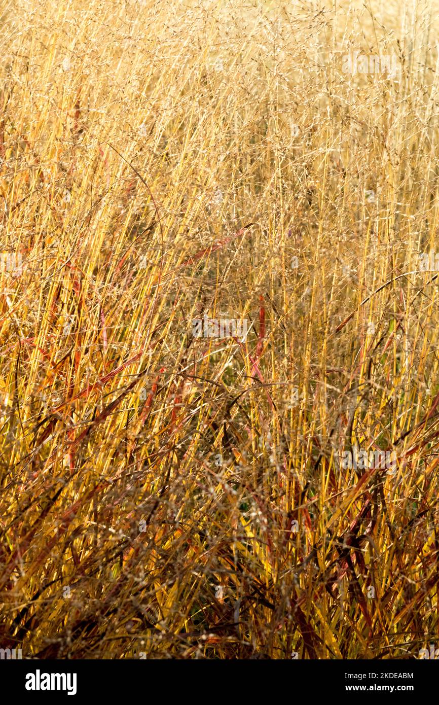 Autumn, Grasses, Panicum, Switchgrass, Panicum virgatum, Switch Grass, Hardy, Herbaceous, Garden, Perennial, Plant, Panicum virgantum Kurt Bluemel Stock Photo