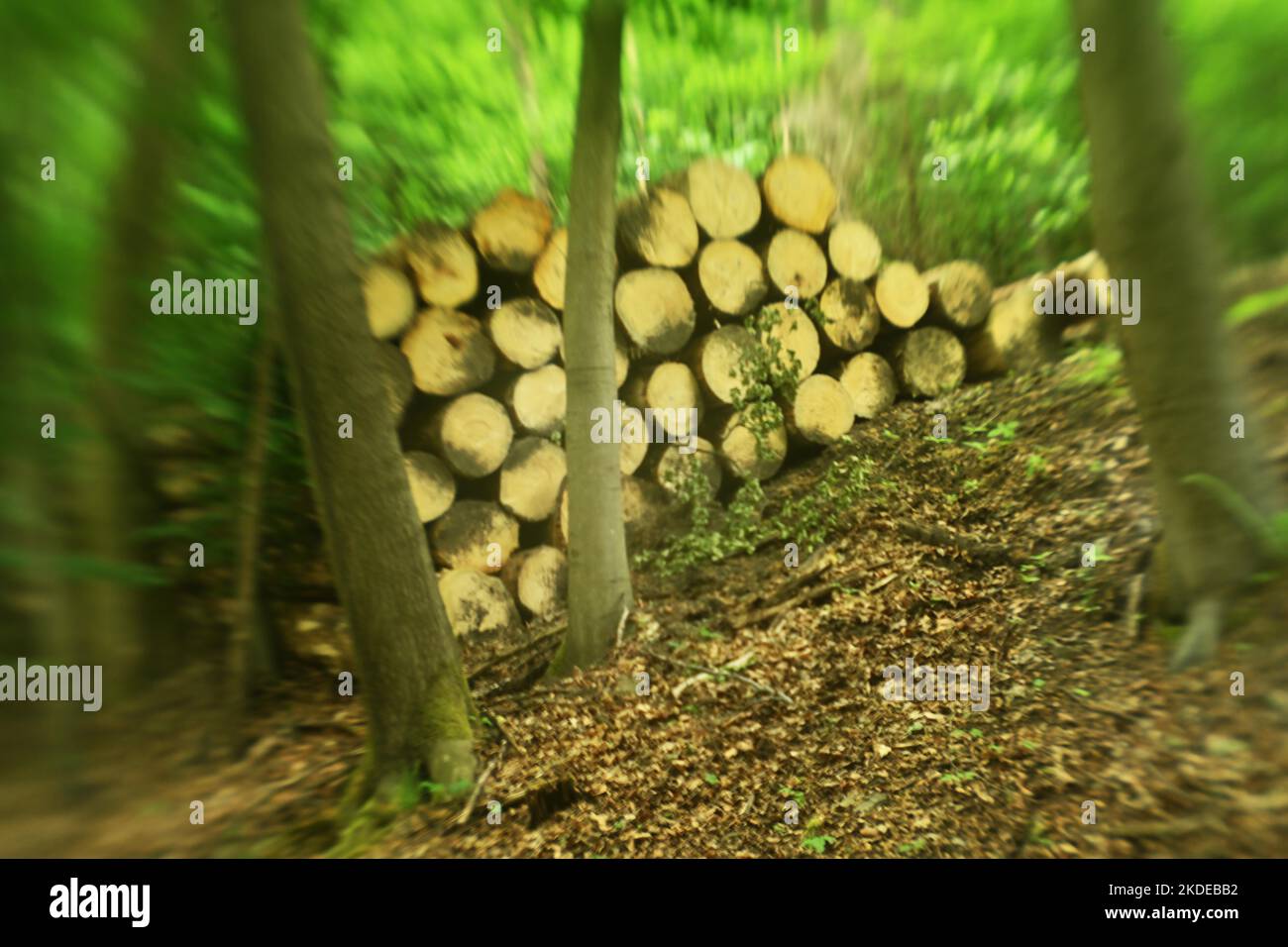 Forest damage in the Sauerland region has caused about 40 % of the ...