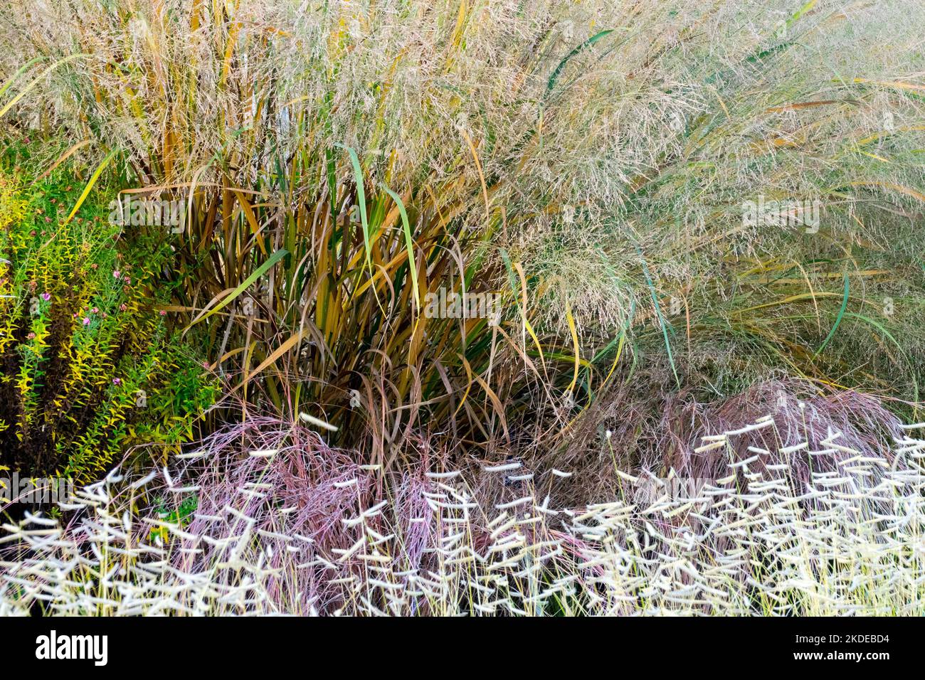 Panic grass, Panicum virgatum, Panicum Thundercloud, Switch Grass, Garden, Edge, Grasses Stock Photo
