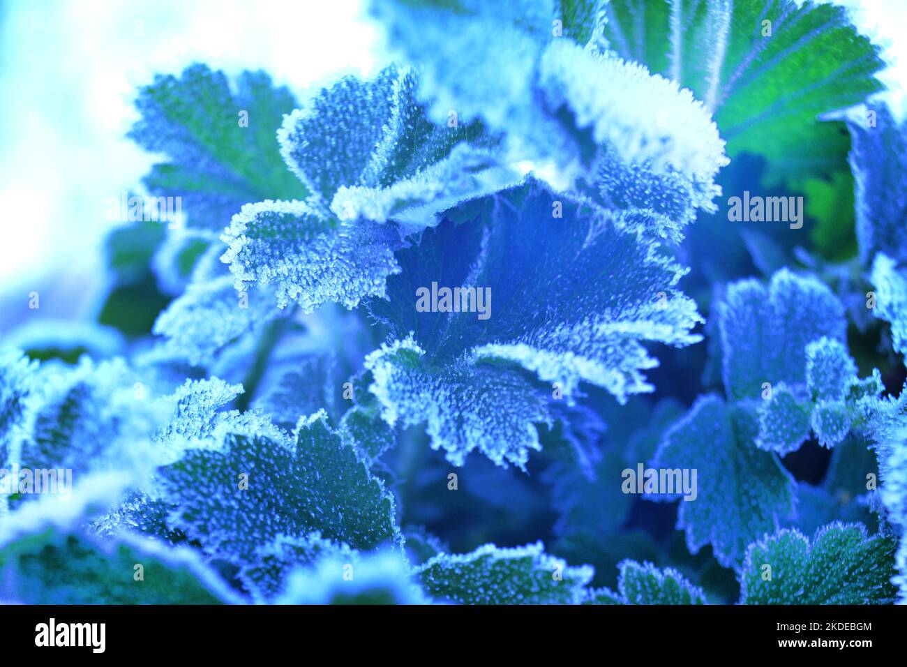 Creative impressions produced by the first frost with hoarfrost of this
