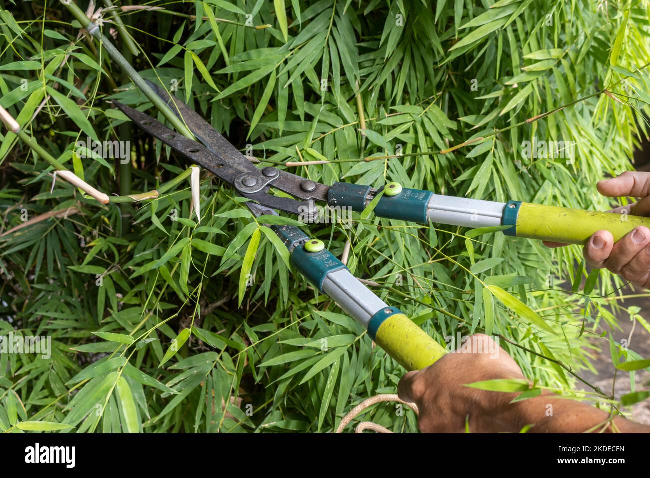 Trimming a bamboo hedge with garden shears. Closeup. Outside