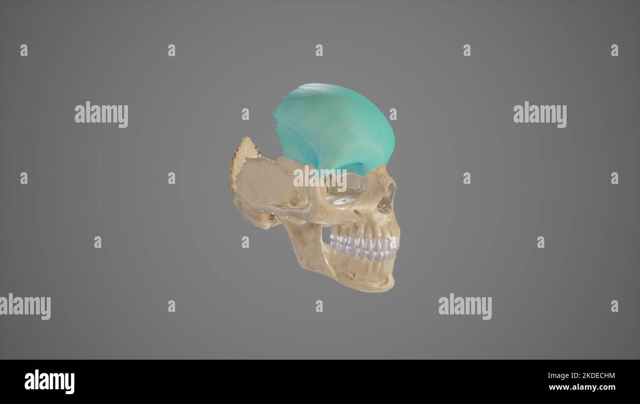 Lateral View of Frontal Bone Stock Photo