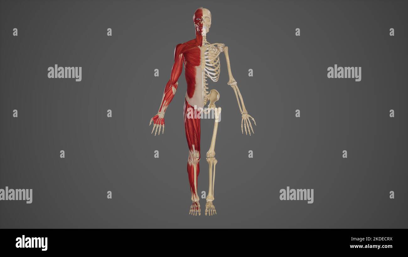 Human Body Anatomy of Skeletal and Muscular Systems Stock Photo
