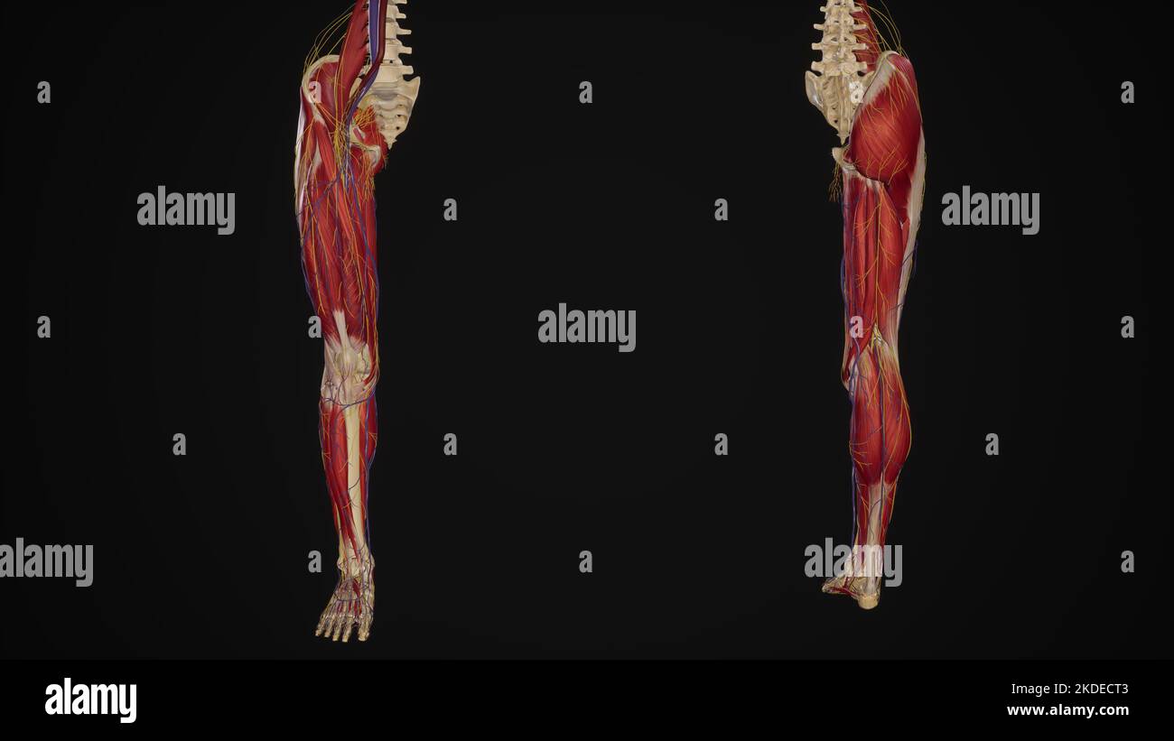 Lower limb with muscles, blood vessels and nerves anterior and posterior view Stock Photo