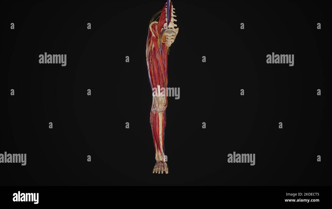 Lower limb with muscles, blood vessels and nerves Stock Photo