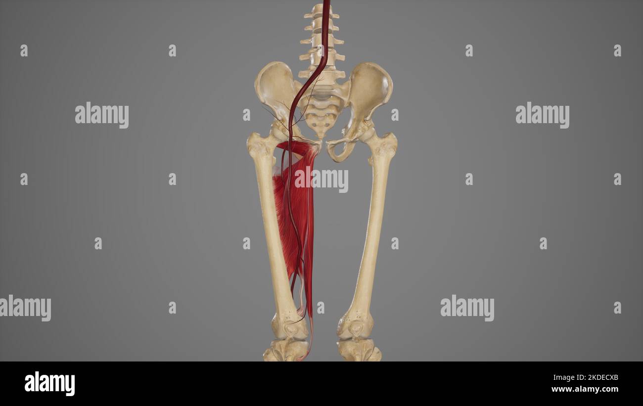 Anatomical Illustration of Femoral Artery Stock Photo Biology Diagrams