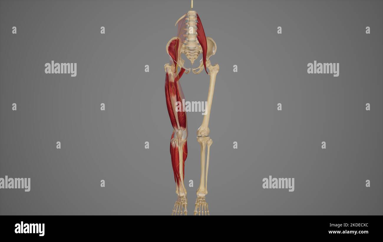 Anatomical Illustration of Femoral Nerve Stock Photo - Alamy