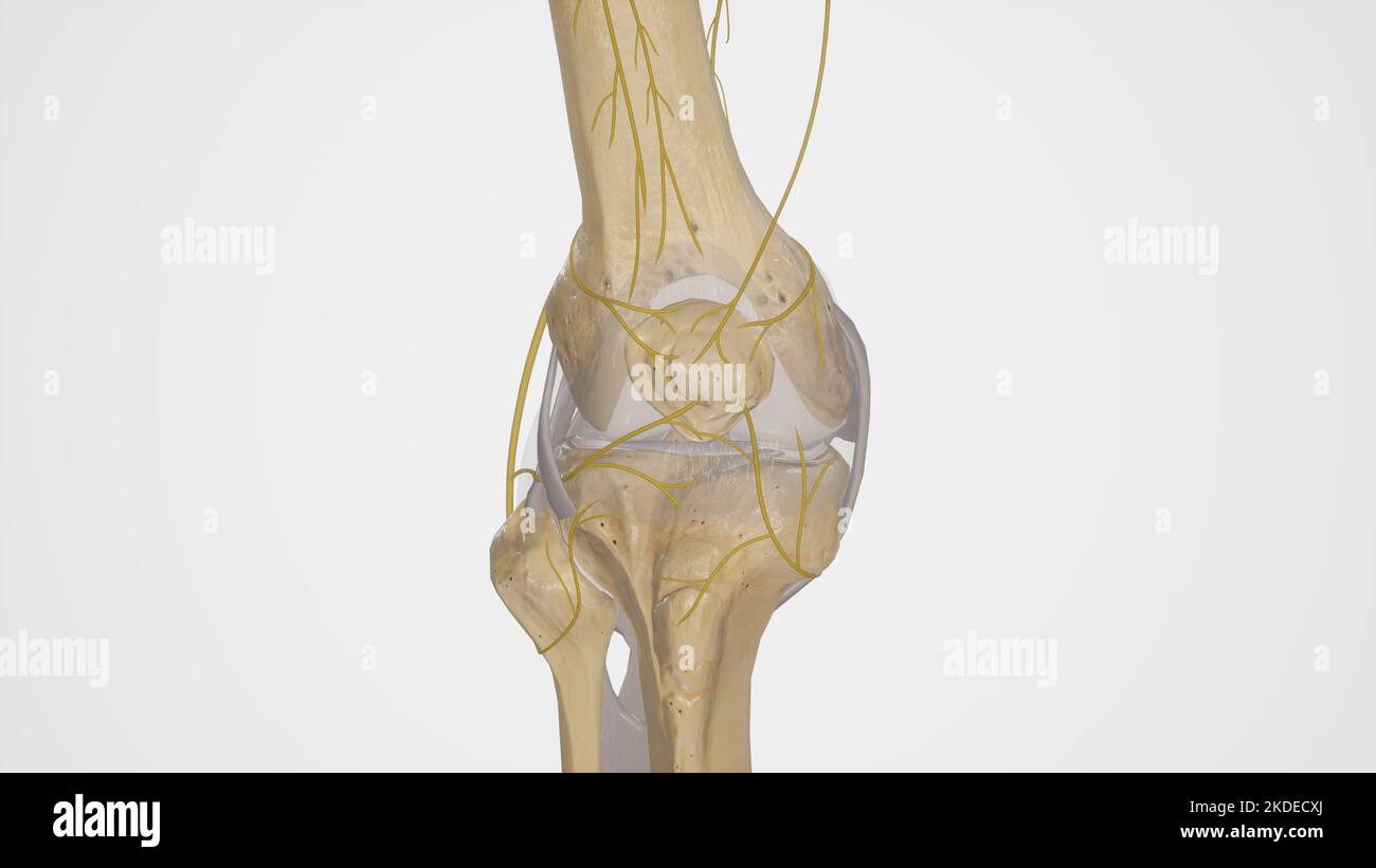 Innervation of Knee Joint Stock Photo