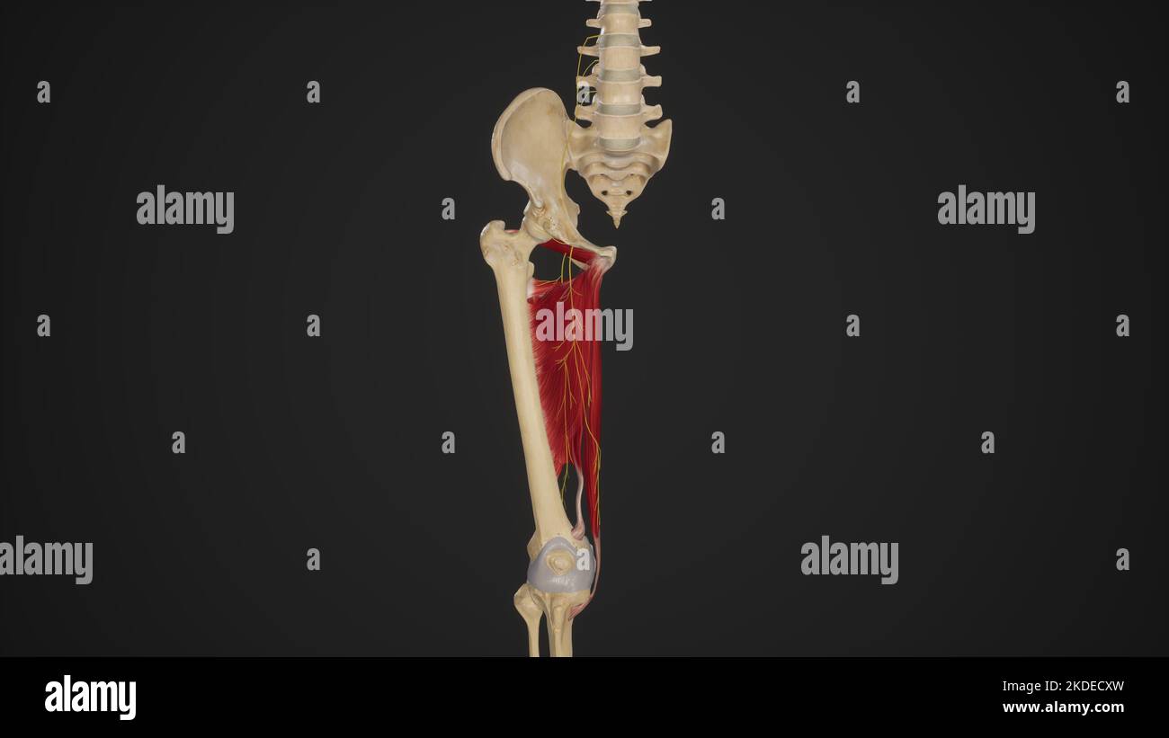 Anatomical Illustration of Obturator Nerve Stock Photo Alamy